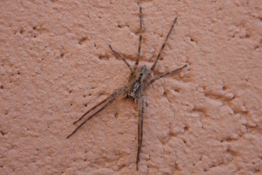 Zoropsis sp.,Tegenaria sp.